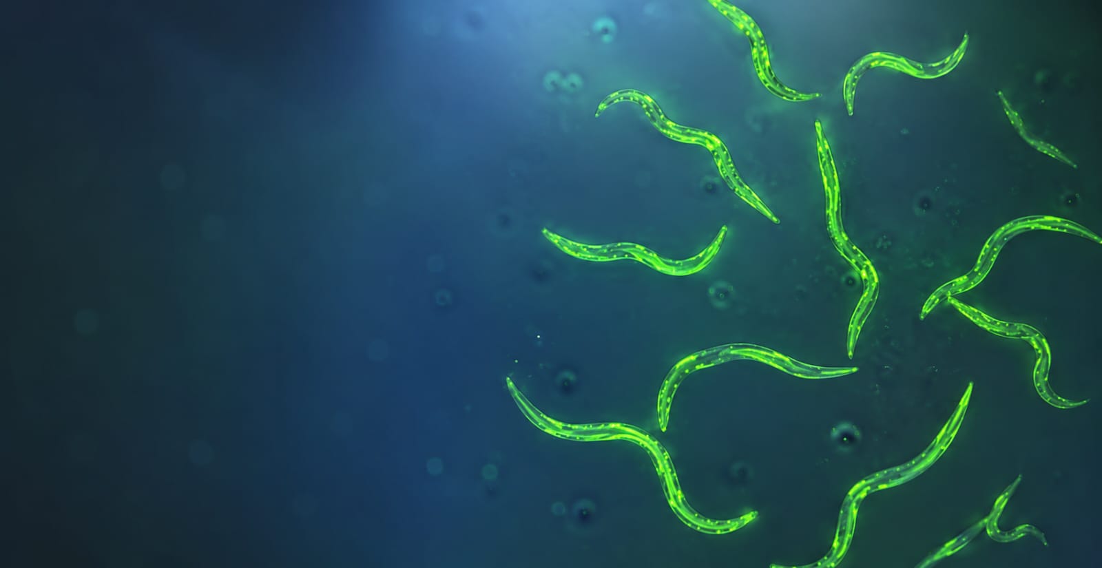 C. elegans whole-organism research platform